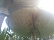mushroom3