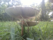 mushroom8